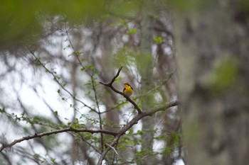 Narcissus Flycatcher Karuizawa wild bird forest Sat, 5/9/2020