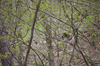 Narcissus Flycatcher Karuizawa wild bird forest Sat, 5/9/2020