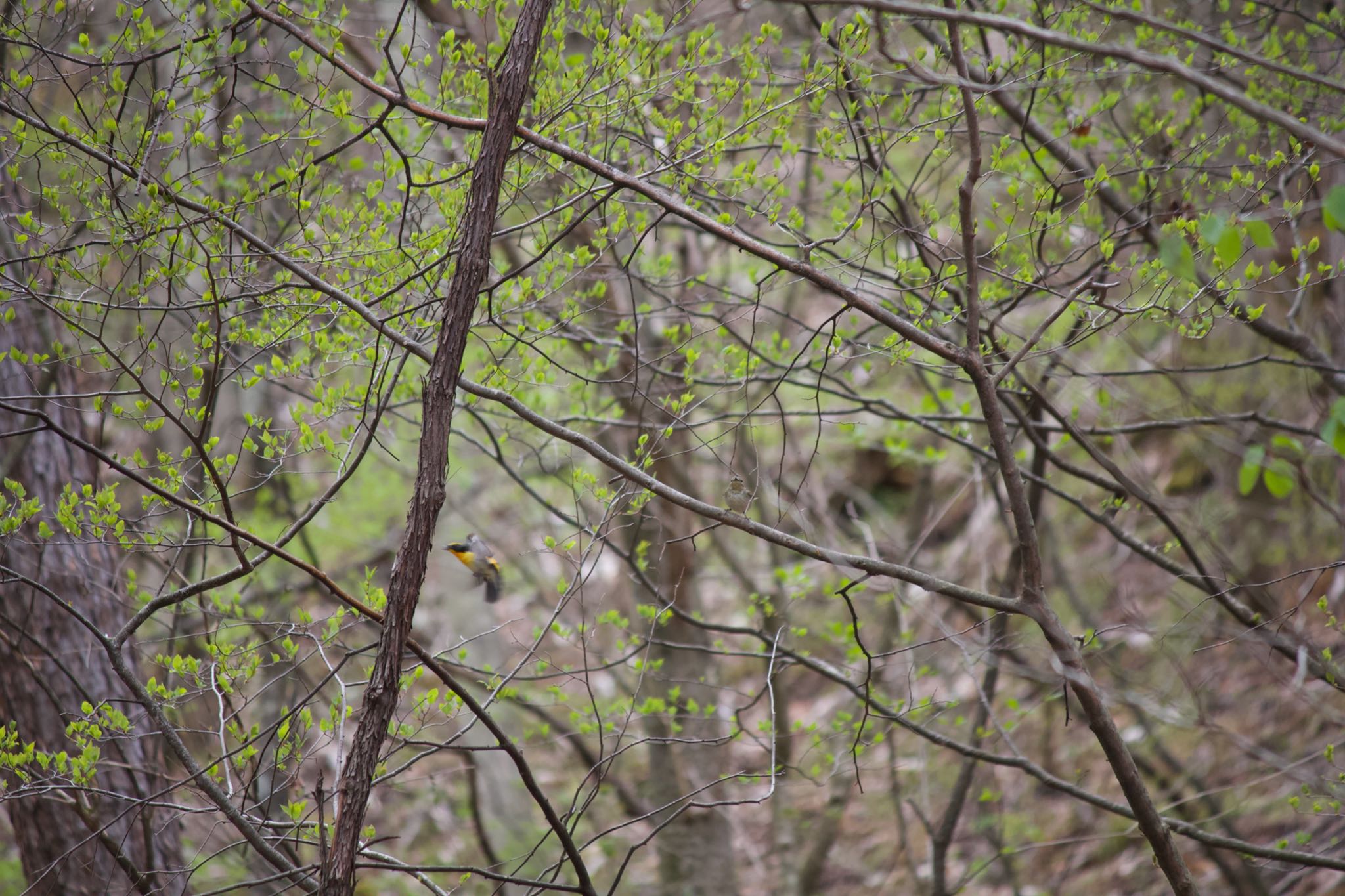 Narcissus Flycatcher