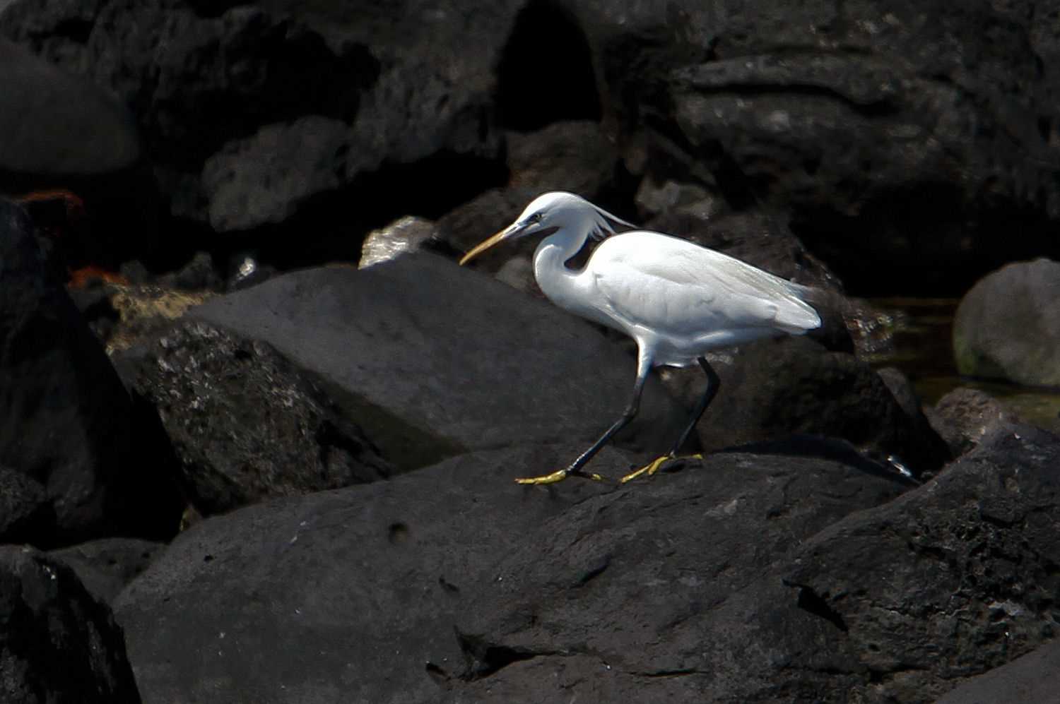 Photo of Chinese Egret at  by アカウント227