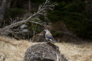 Spotted Nutcracker 長野県（南信） Sat, 5/9/2020