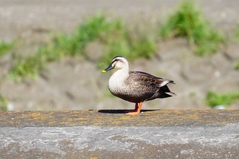 Eastern Spot-billed Duck 柏尾川 Thu, 5/7/2020