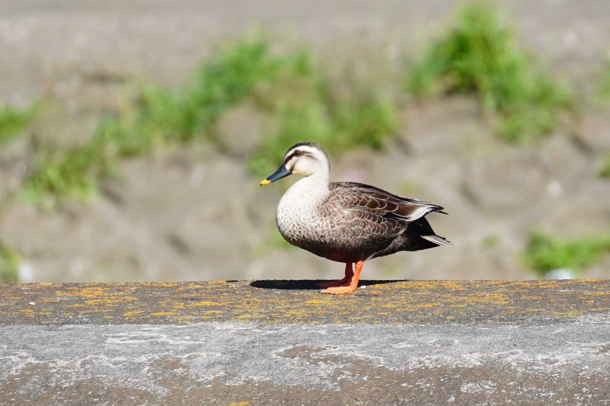 Photo of Eastern Spot-billed Duck at 柏尾川 by Bouen-omoi