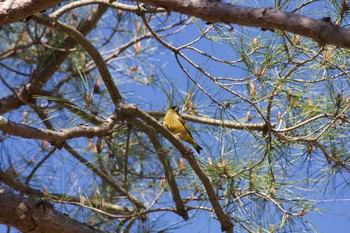 Grey-capped Greenfinch 長野県（中信） Thu, 4/23/2020