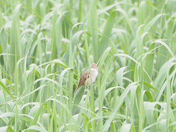 オオヨシキリ 稲美町加古大池 2020年5月10日(日)