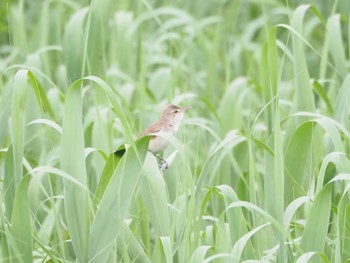 オオヨシキリ 稲美町加古大池 2020年5月10日(日)