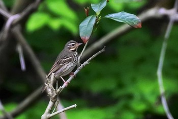 Olive-backed Pipit 新潟市 Wed, 5/6/2020