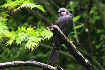 Brown-eared Bulbul 新潟市 Sun, 5/10/2020