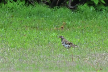 White's Thrush 新潟市 Sun, 5/10/2020