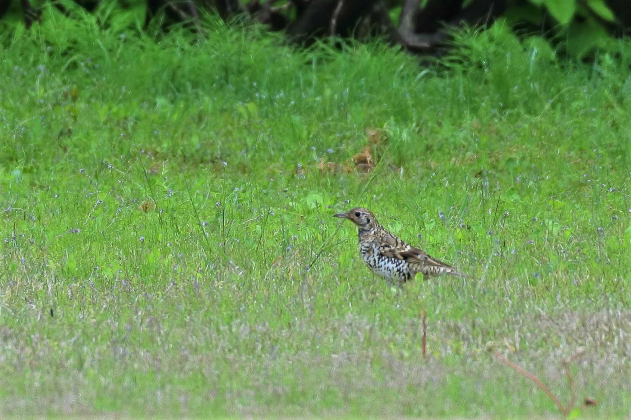 Photo of White's Thrush at 新潟市 by ひたきや