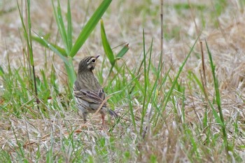 Olive-backed Pipit 新潟市 Sun, 5/10/2020