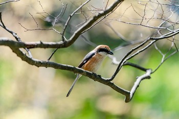 Bull-headed Shrike 石川県白山市若宮公園 Fri, 5/8/2020