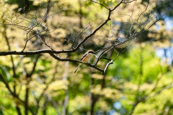 Bull-headed Shrike 石川県白山市若宮公園 Fri, 5/8/2020