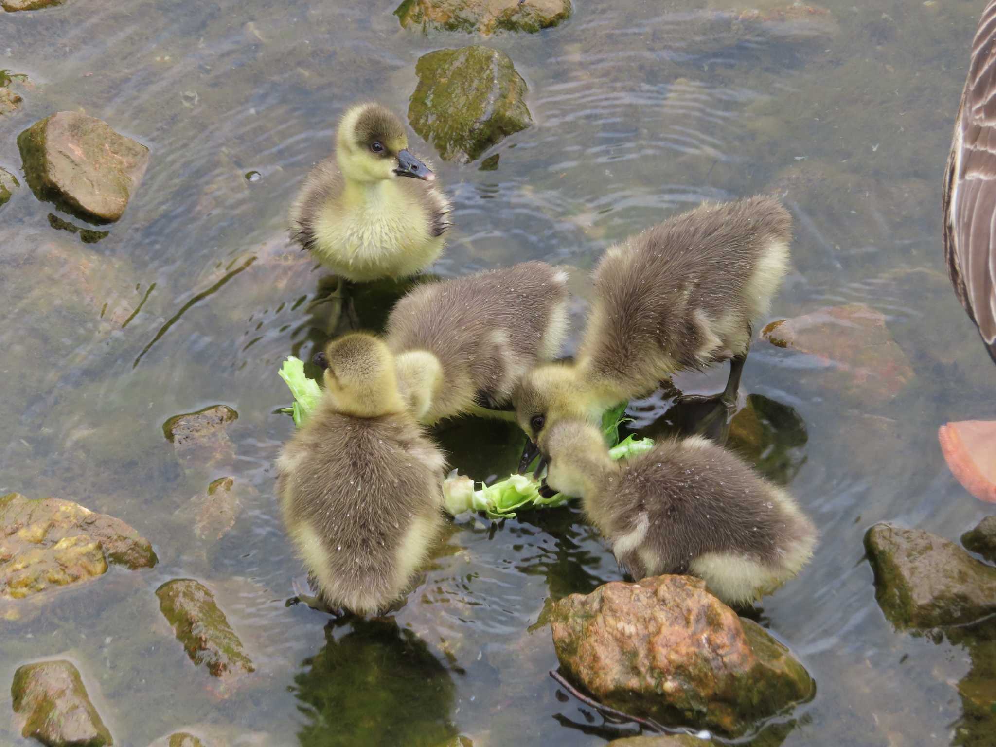 大池親水公園 サカツラガンの写真