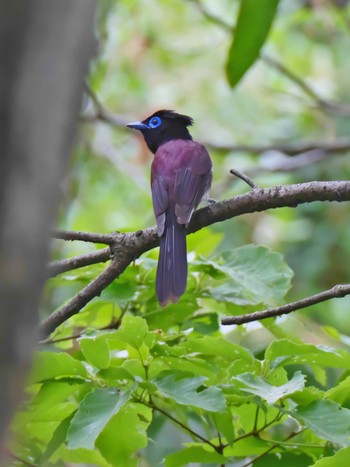 2020年5月10日(日) 兵庫県明石市の野鳥観察記録