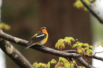 キビタキ 北海道 函館市 見晴公園 2020年5月10日(日)