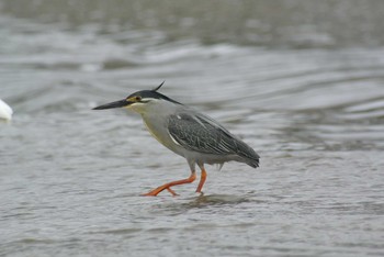 Striated Heron 武庫川 Sun, 5/10/2020