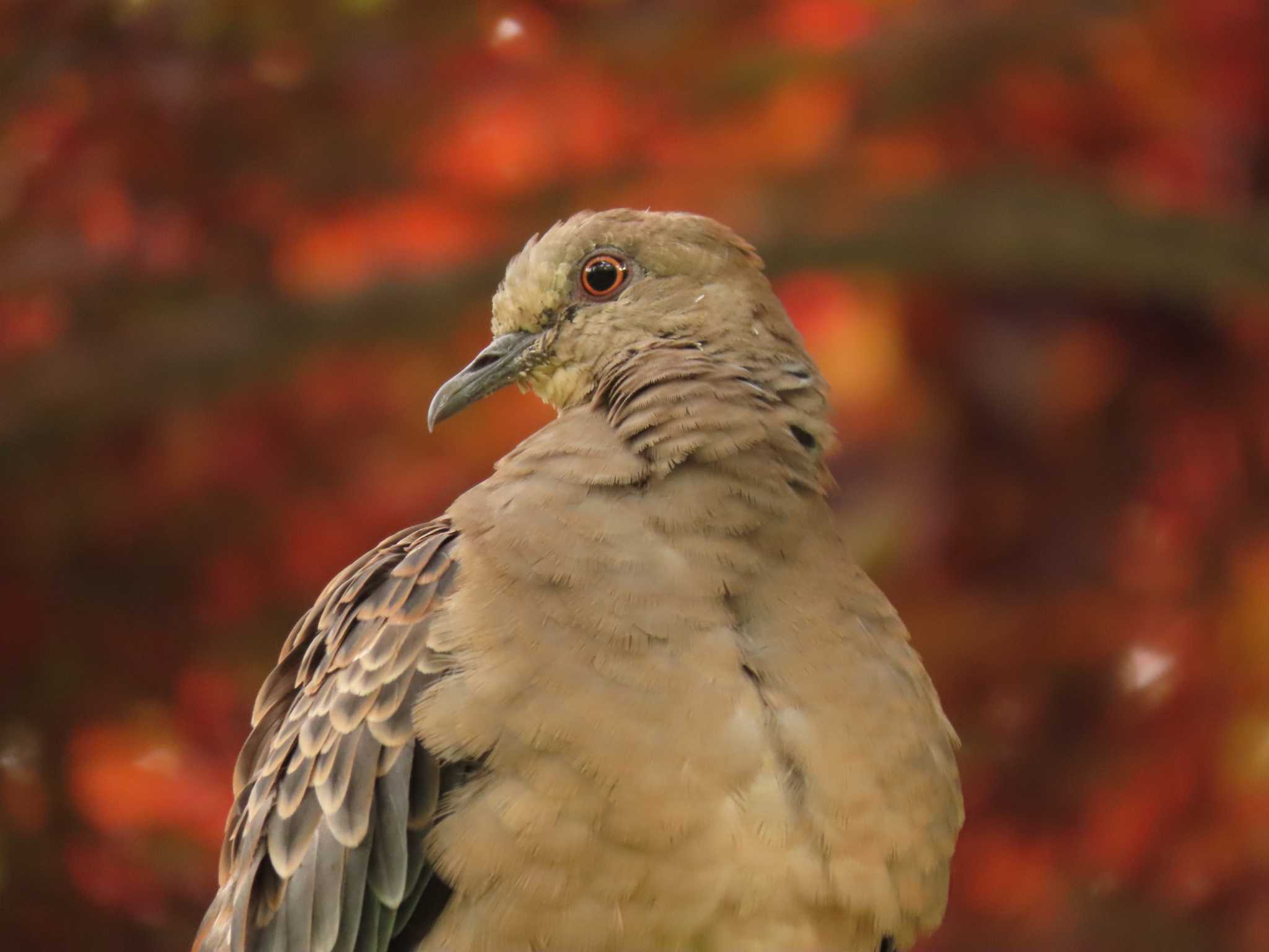 薬師池公園 キジバトの写真