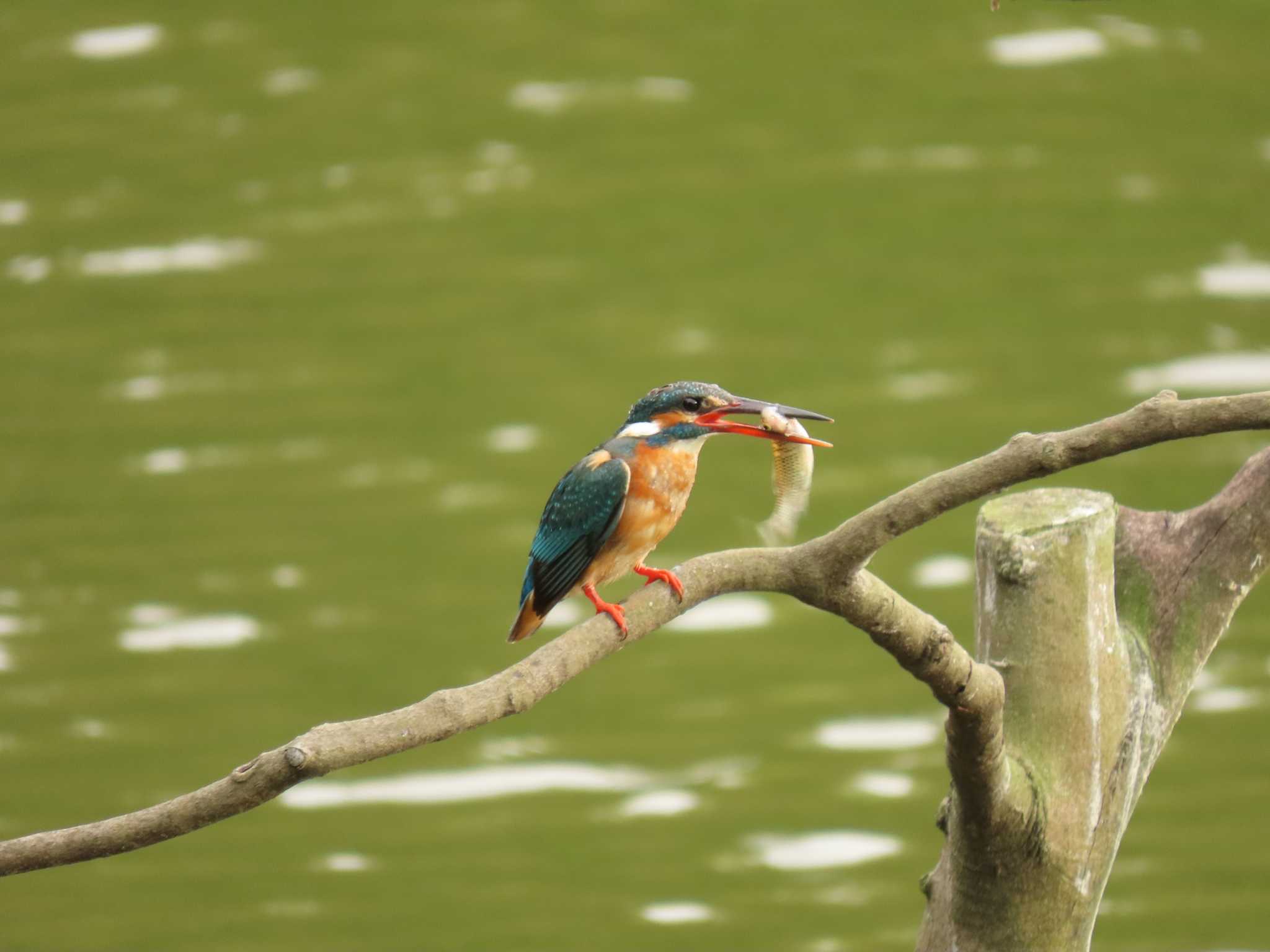 薬師池公園 カワセミの写真