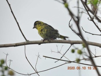 2020年5月10日(日) 恩納村の野鳥観察記録