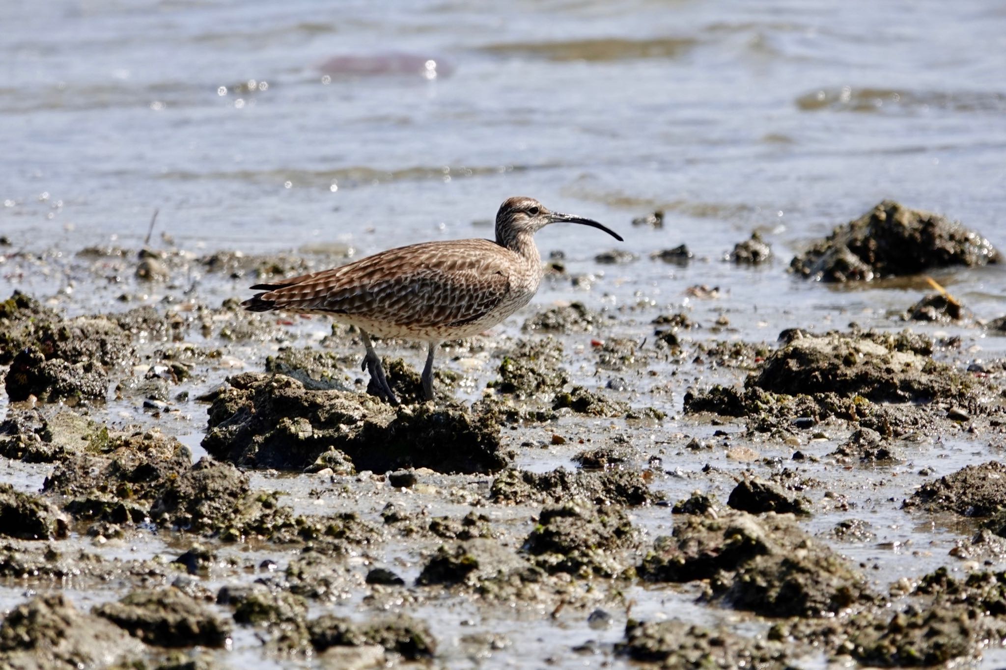 香櫨園浜 チュウシャクシギの写真