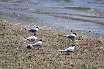 コアジサシ 香櫨園浜 2020年5月8日(金)