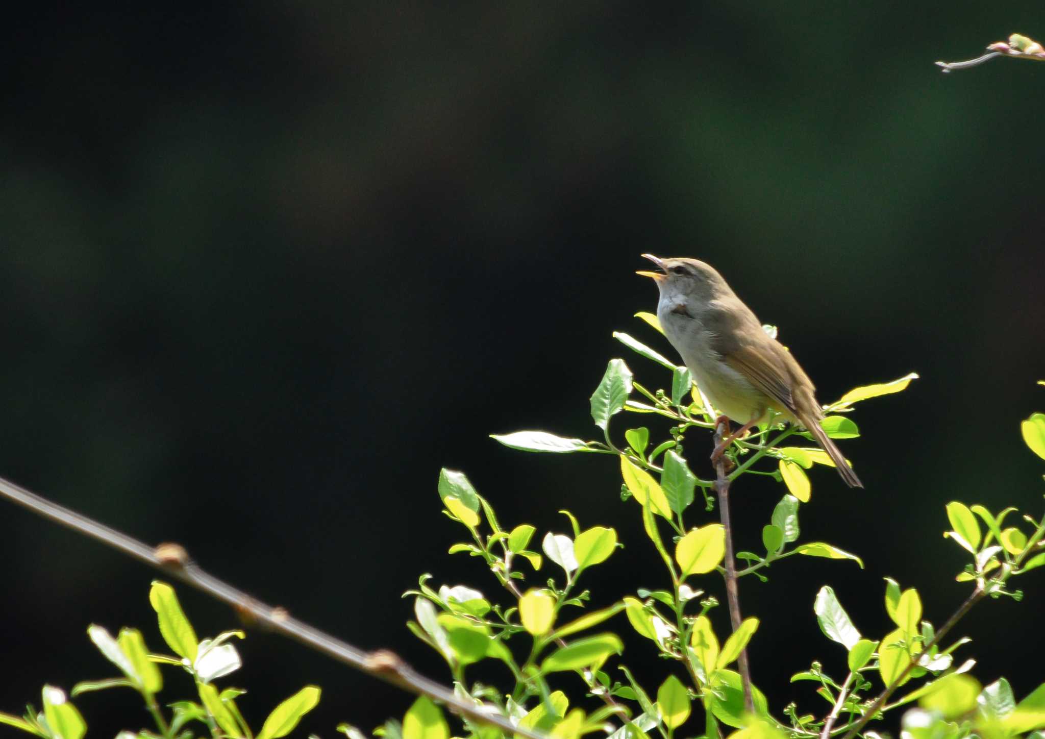 野鳥撮影原点