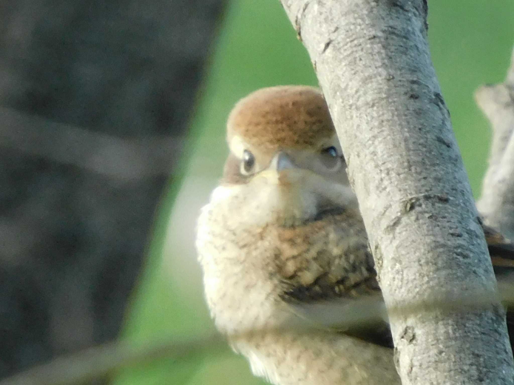 春日部市 モズの写真 by スガユー