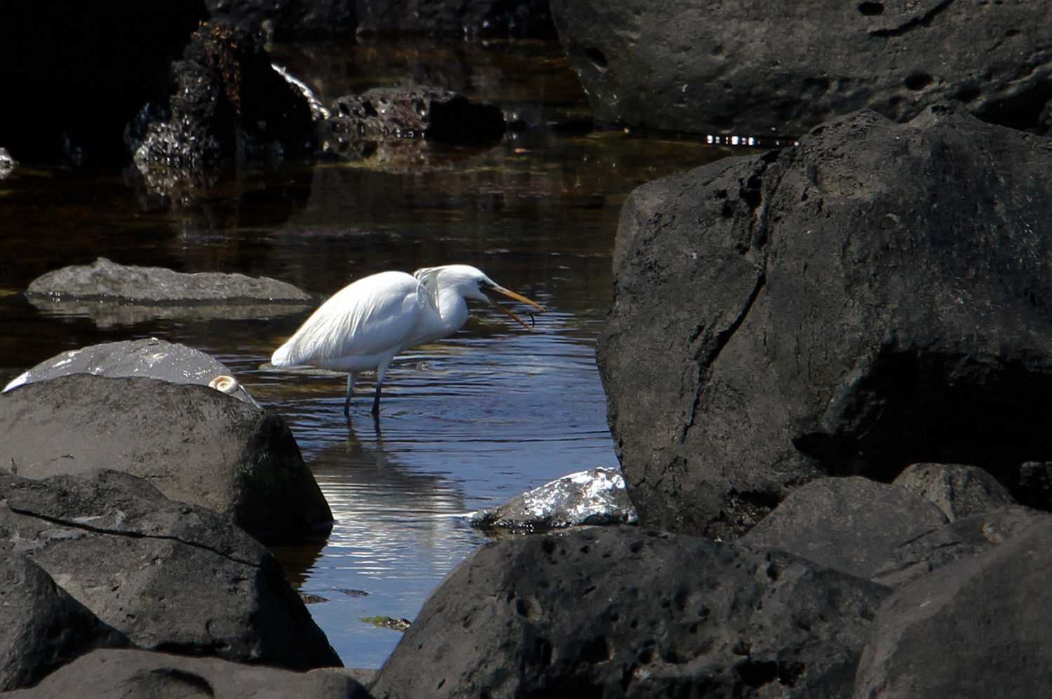 Photo of Chinese Egret at  by アカウント227