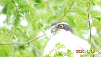 オオタカ 野田市 2020年4月27日(月)