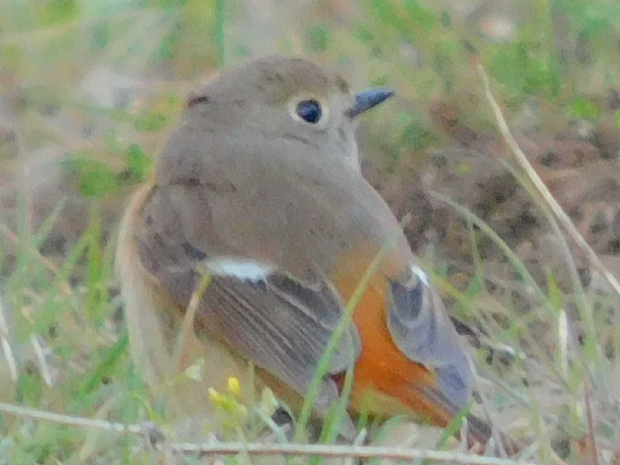 秩父 ルリビタキの写真