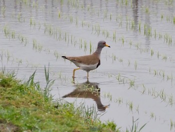 Grey-headed Lapwing 土岐市鶴里 Sun, 5/10/2020