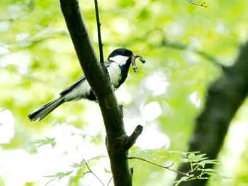 シジュウカラ 土岐市曽木公園 2020年5月10日(日)