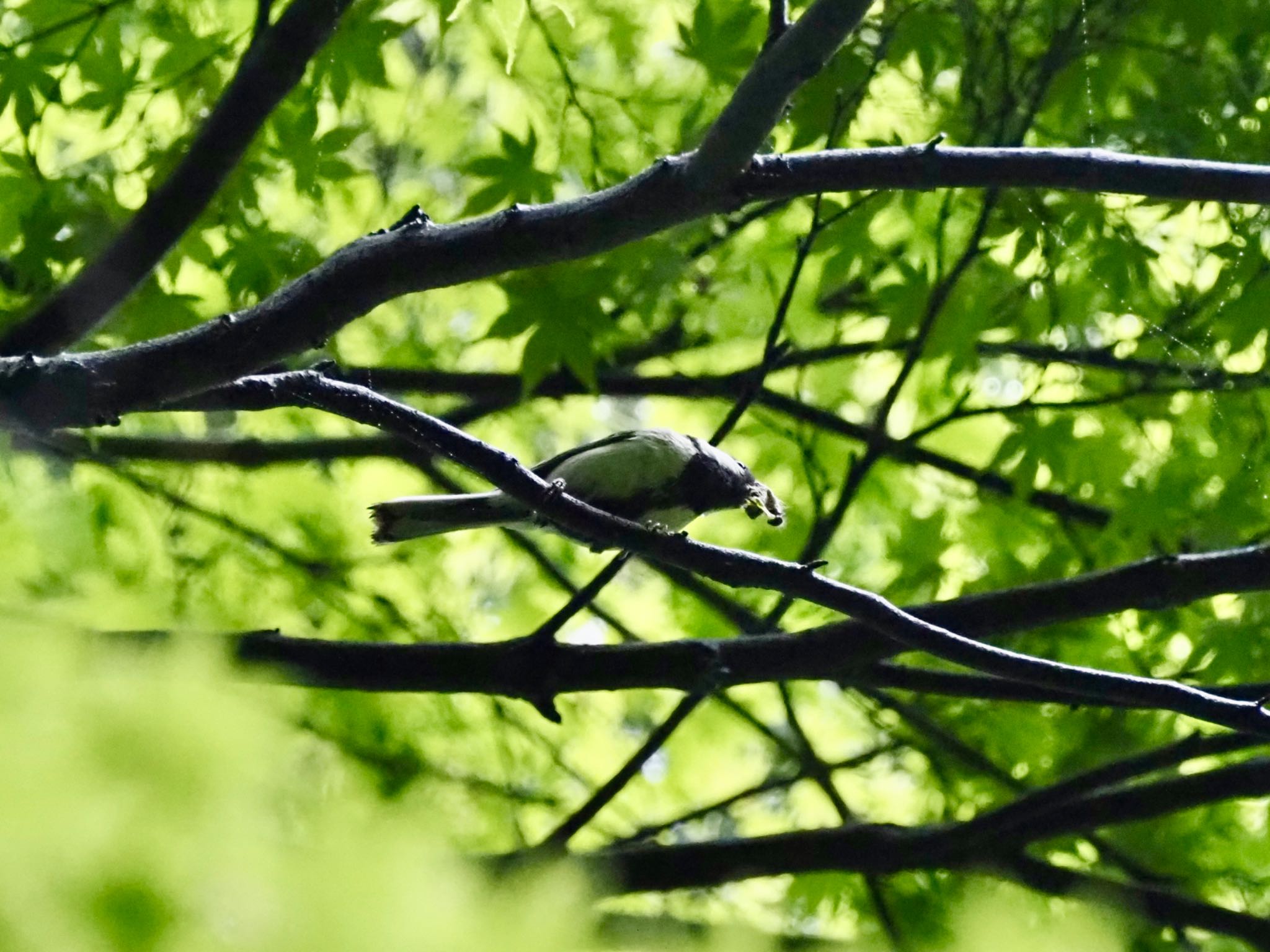 Photo of Japanese Tit at 土岐市曽木公園 by tag401