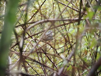 Brown-eared Bulbul 土岐市曽木公園 Sun, 5/10/2020