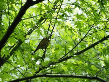 ヤマガラ 土岐市曽木公園 2020年5月10日(日)