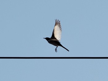 White Wagtail 名古屋市守山区苗代 Fri, 5/8/2020