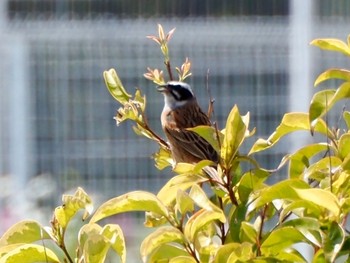 Meadow Bunting 豊田市坂下 Tue, 5/5/2020