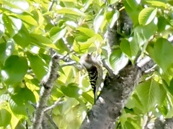 Japanese Pygmy Woodpecker 豊田市中金 Tue, 5/5/2020