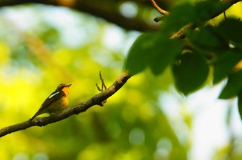 キビタキ 砧公園 2020年4月29日(水)