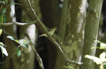 Blue-and-white Flycatcher 和歌山市 Thu, 5/7/2020