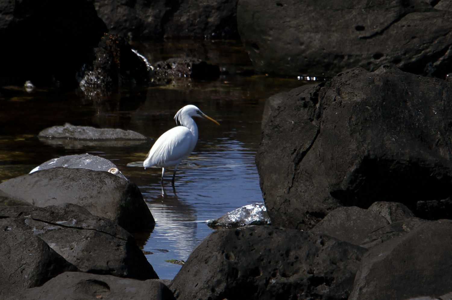 Photo of Chinese Egret at  by アカウント227