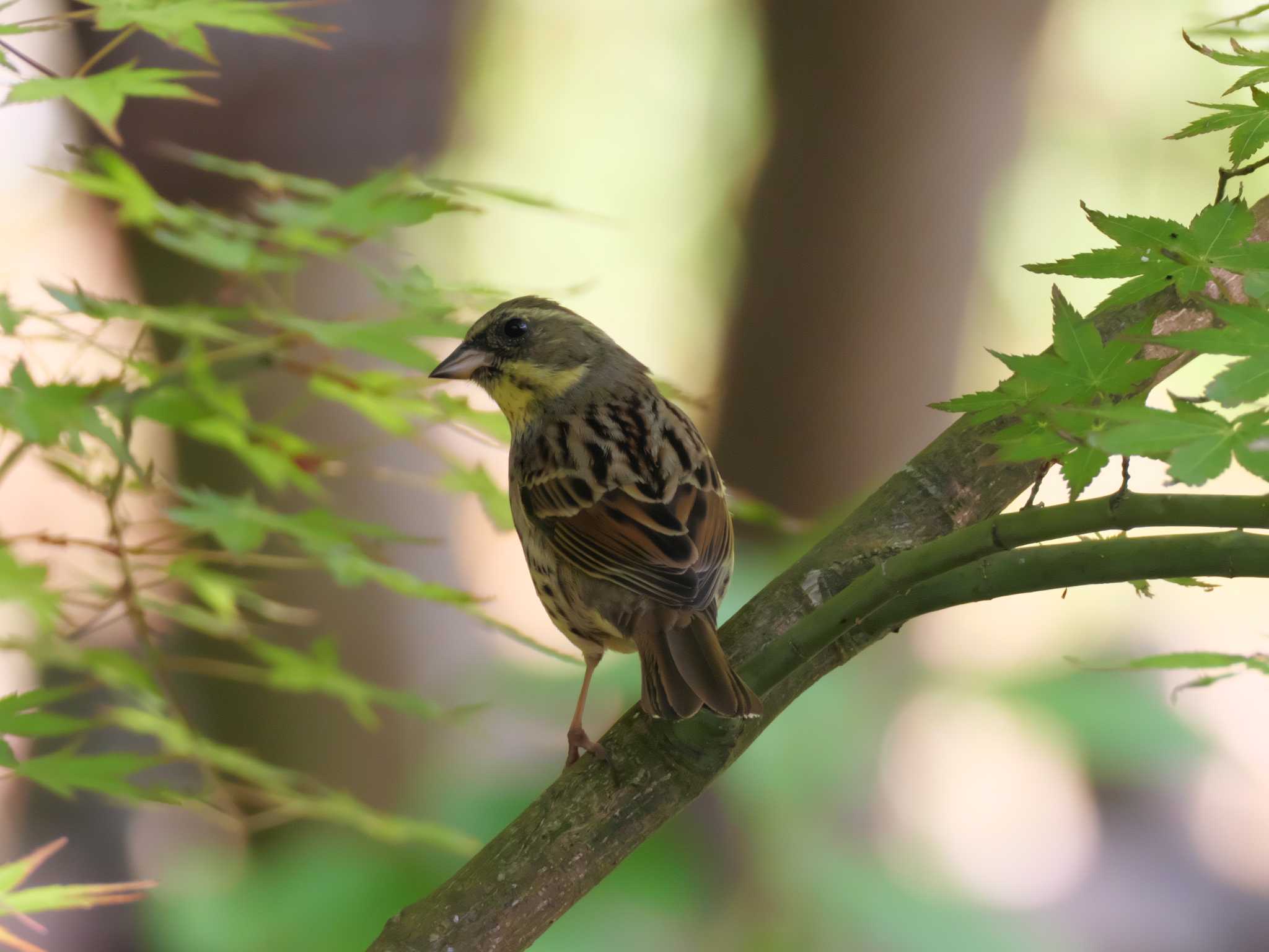 Masked Bunting