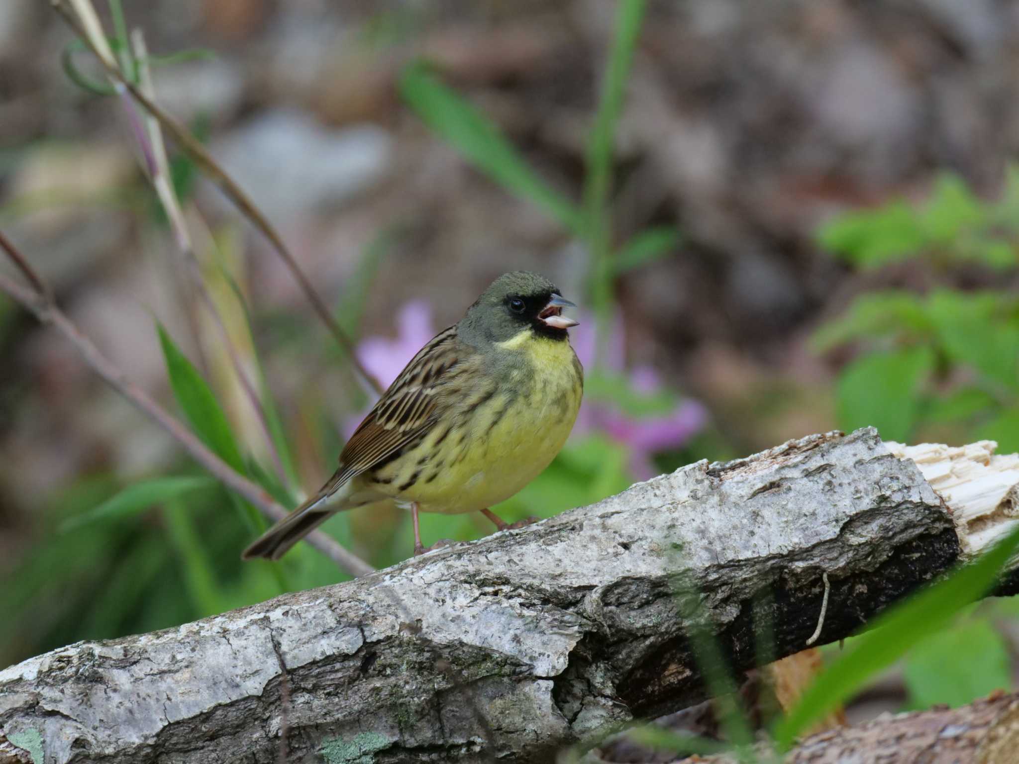 Masked Bunting