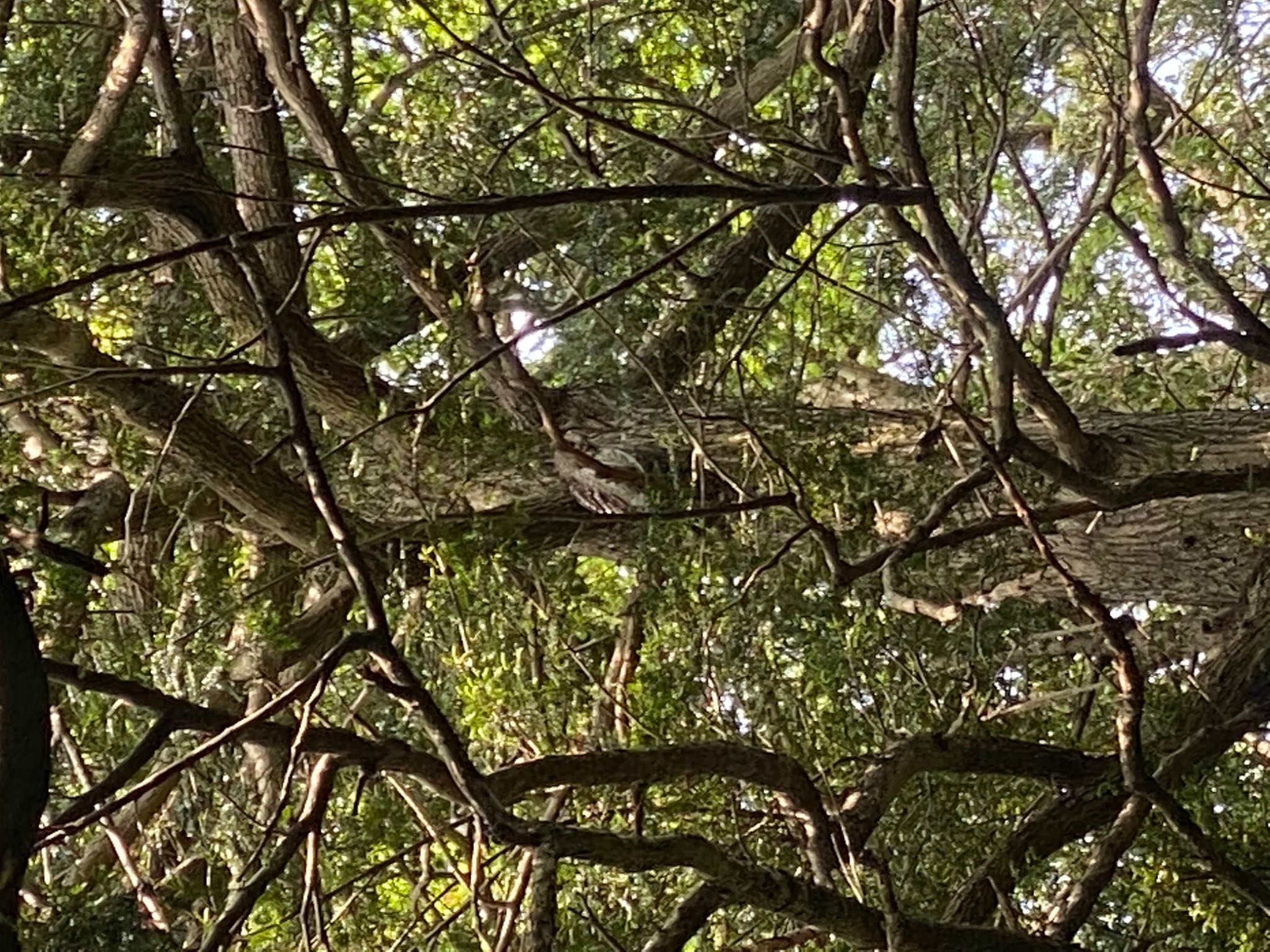 佐倉城址公園 アオバズクの写真