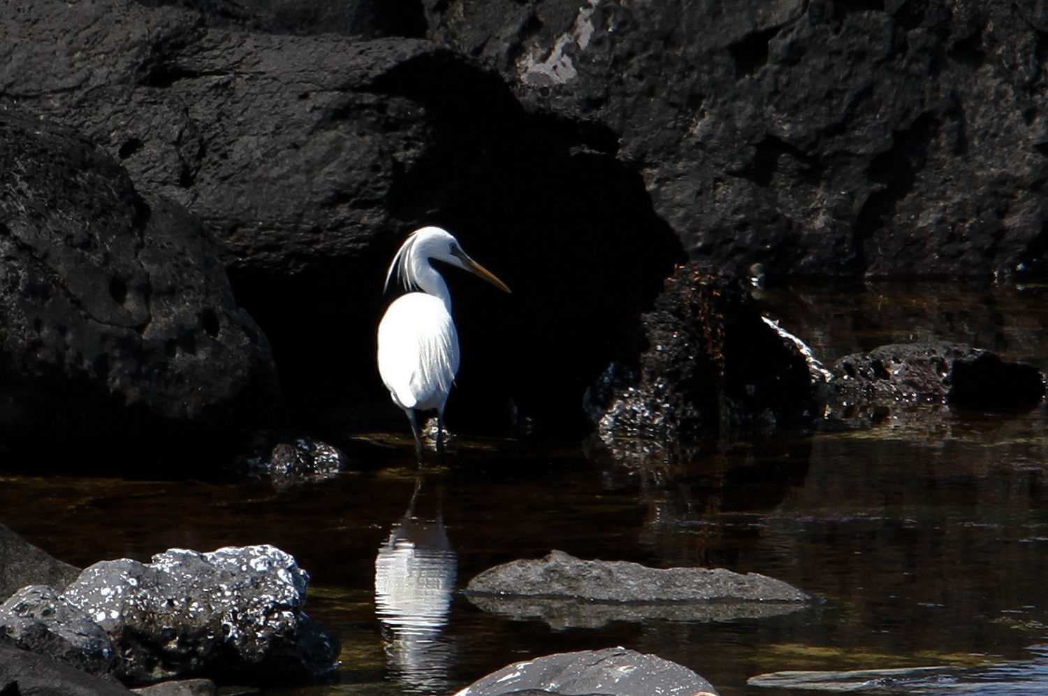 Photo of Chinese Egret at  by アカウント227