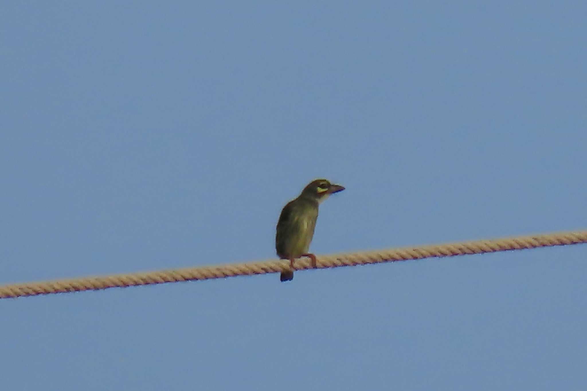 この野鳥の種類を教えてください！