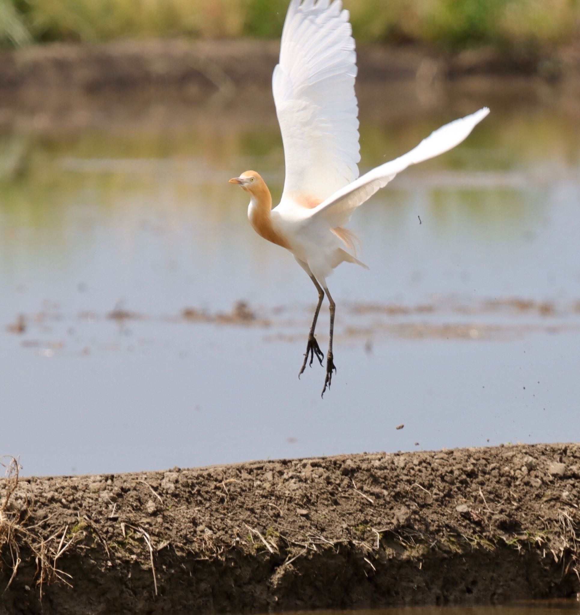  アマサギの写真 by アカウント3280