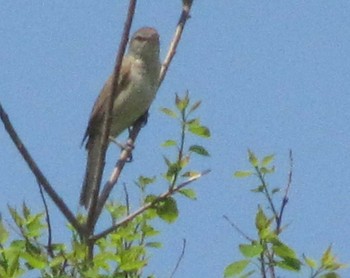 Unknown Species 大坂淀川左岸 Mon, 5/11/2020