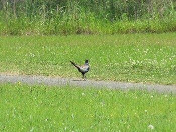 未同定 大坂淀川左岸 2020年5月11日(月)